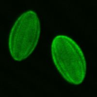 ShapeControl Fluoreszenz